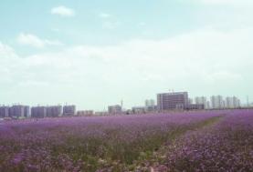 紫荆花广场