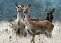 大田坡鹿保护区;大田国家级自然保护区