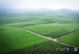 中国茶海景区