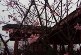 幸福櫻花緣