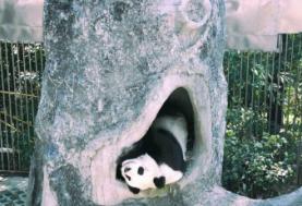 海峡熊猫世界