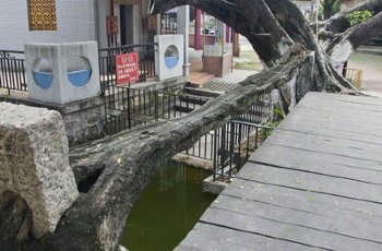 树生桥