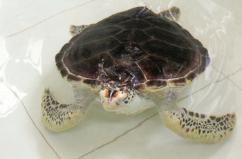 海龟自然保护区