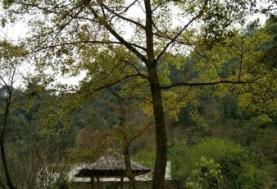 灵溪河森林旅游渡假公园