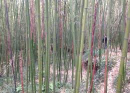 金门绿竹风情园