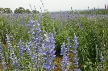 紫海芳庭熏衣草庄园