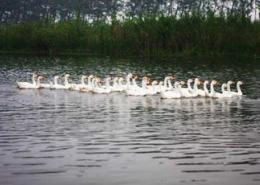 宝应湖国家湿地公园