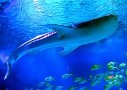 烟台海昌鲸鲨海洋公园