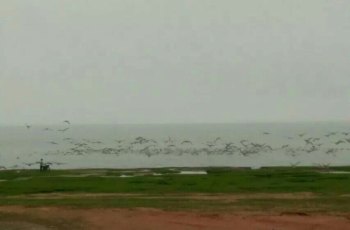 鄱阳湖国家级自然保护区