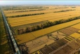 松粮集团中国北方粳稻种子硅谷