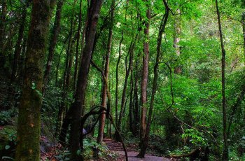 莫里热带雨林景区