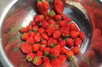 小程草莓园