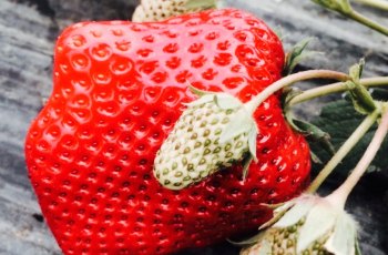 高府草莓庄园