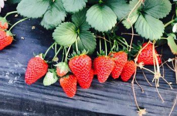小宋草莓采摘园