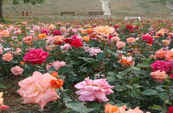玫瑰情园