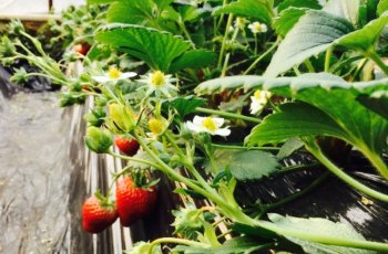 甜在心草莓采摘园