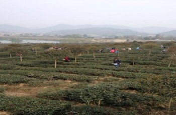 古蜀皇茶茶文化生态体验园