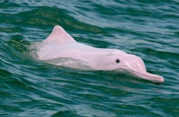 东涌出海观赏粉红海豚