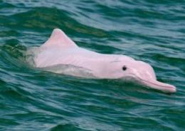 东涌出海观赏粉红海豚