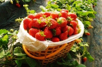 金潍多草莓采摘基地