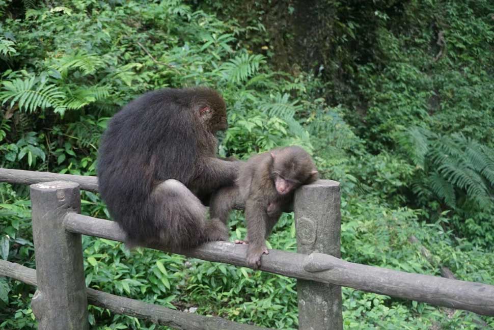 你去峨眉山是为了去看猴子吗？去之后有哪些意外收获吗？